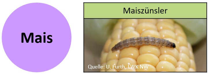 Ento Prog Bild Mais Projektseite