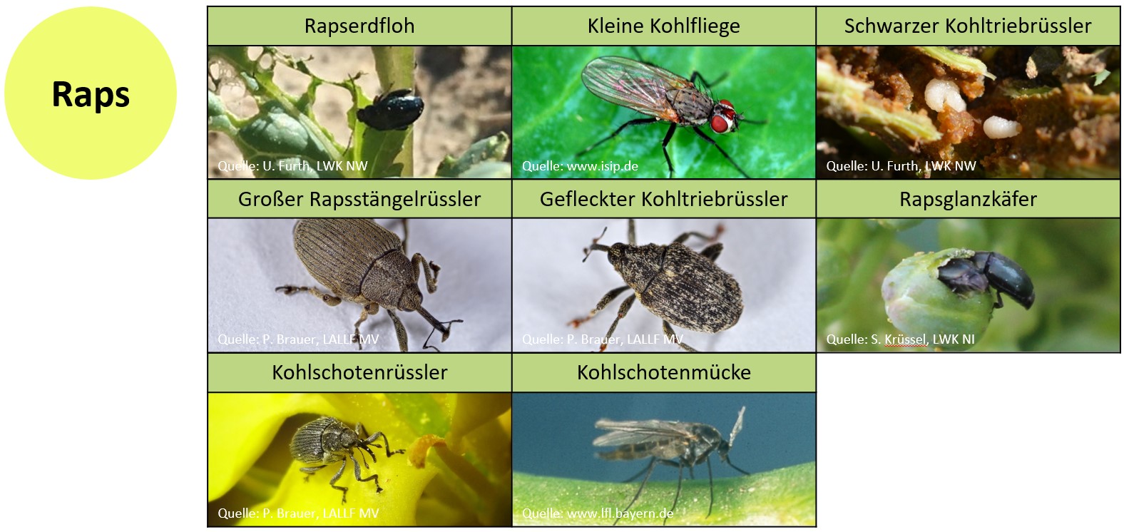 Ento Prog Bild Raps Projektseite