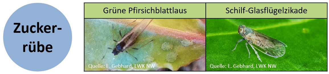 Ento Prog Bild Zuckerrbe Projektseite