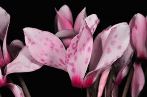 Bluetenbotrytis klein