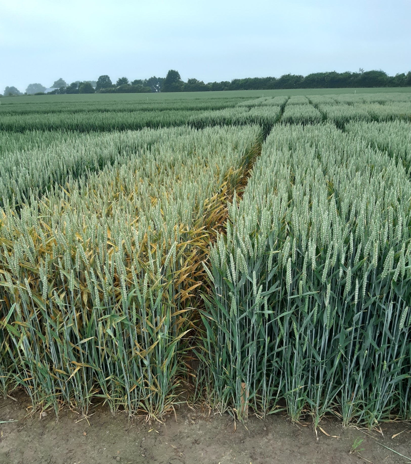 Gelbrostbefall im PUCSTRI-Versuch in Schleswig-Holstein (Juni 2020)